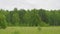 View of green frish birches in field