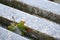 View of a green maple leaf with an orange edging that lies on the street on a granite stone.