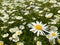 View on green meadow with countless white yellow marguerite flowers leucanthemum vulgare