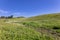 View of green meadows of the province of Huelva in spring with wild yellow and white flowers such as daisies, bermuda buttercup