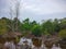 View of the green nature of mangrove tree on the river