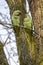 View of green parakeets Psittacula krameri