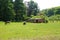 View on green pasture with donkeys and stable house - Netherlands, Midden Limburg between Venlo and Roermond