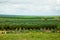 view on the green Pineapple fields in Africa