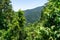 A view of the green rainforest in the north of Australia