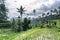 View green rice growing on terraces in tropical valley, Bali