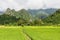View of green rice paddy mountain background in raining season a