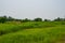 view of green rural landscape outdoor. rural landscape nature. photo of rural landscape look scenery