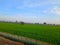 The view of the green stretch of rice plants