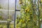 View of green tomatoes in greenhouse misted polycarbonate wall background.