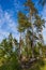 View of green tops of high trees on blue sky and clouds background.