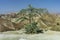 View of a green tree on top of a mountain, in the middle of the unique Judean desert with its sandy roads vegetation and beautiful