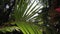 View of green tropical forest with sun beam going through leaves of palm tree.