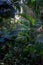 View of green tropical vegetation in urban greenhouse of Atocha station