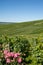 View on green vineyards in Champagne region near Epernay, France, white chardonnay wine grapes growing on chalk soils