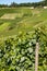 View on green vineyards in Champagne region near Epernay, France, white chardonnay wine grapes growing on chalk soils