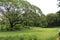 View of the greenery inside Acharya Jagadish Chandra Bose Indian Botanic Garden, Shibpur