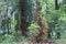 View of the greenery inside Acharya Jagadish Chandra Bose Indian Botanic Garden, Shibpur