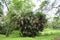 View of the greenery inside Acharya Jagadish Chandra Bose Indian Botanic Garden, Shibpur