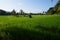View of a greenish paddy field.