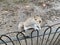 A view of a Grey Squirrel