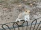 A view of a Grey Squirrel