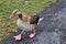 A view of a Greylag Goose