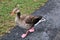 A view of a Greylag Goose