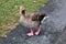 A view of a Greylag Goose