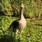 A view of a Greylag Goose