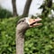 A view of a Greylag Goose