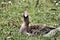 A view of a Greylag Goose