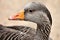 A view of a Greylag Goose