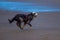 View of a Griffon Nivernais dog playing in the sand at Crosby beach, Liverpool, England