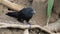 View of Groove-billed Ani, Crotophaga sulcirostris, in Costa Rica