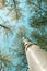 View from the ground on the crown of deciduous trees, high trunk of birch