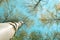 View from the ground on the crown of deciduous trees, high trunk of birch