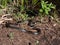 View of a group of black and brown grass snakes Natrix natrix of different sizes staying in the sun next to water. The eurasian