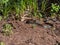 View of a group of black and brown grass snakes Natrix natrix of different sizes staying in the sun next to water. The eurasian