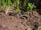 View of a group of black and brown grass snakes Natrix natrix of different sizes staying in the sun next to water. The eurasian
