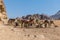 A view of  a group of camels in the desert landscape in Wadi Rum, Jordan