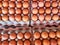 view of group of chicken eggs for sell