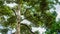 The view group of durian fruits cluster hanging on the tree with nature background