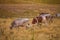 A view of a group of horses in the valley of Campo Imperatore, Abruzzo