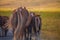 A view of a group of horses in the valley of Campo Imperatore, Abruzzo