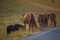 A view of a group of horses in the valley of Campo Imperatore, Abruzzo