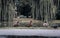 View of a group of Mallards by a lake with trees and foliage in the surrounding