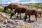 View of a group of mountain sheeps grazing in the field with a bell around their neck