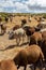 View of a group of mountain sheeps grazing in the field with a bell around their neck