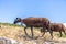 View of a group of mountain sheeps grazing in the field with a bell around their neck, in the Serra da Estrela